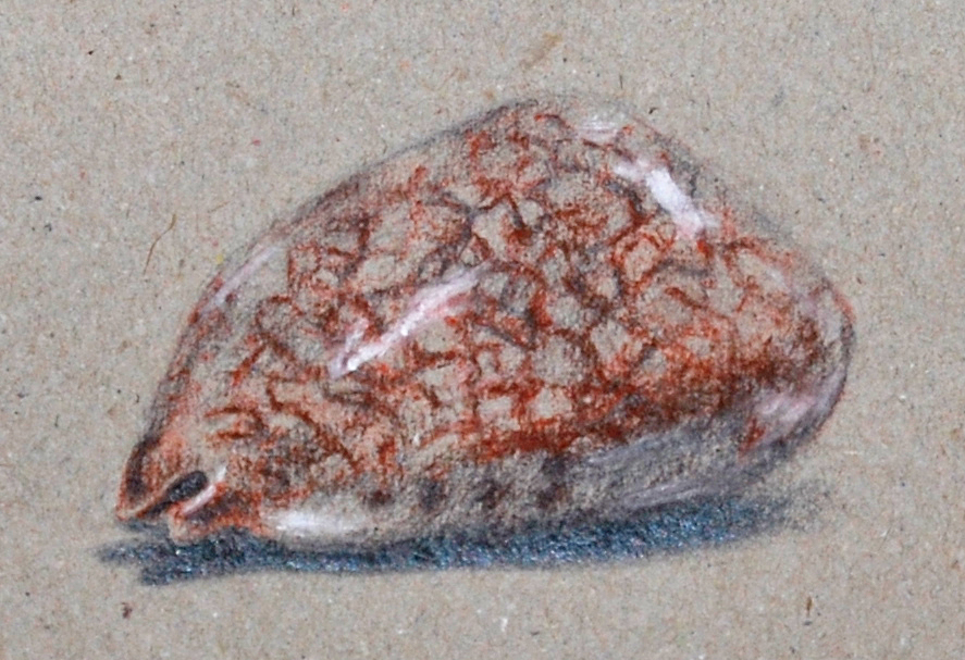 Un coquillage tacheté aux crayons de couleur sur papier kraft, par un élève junior des Ateliers de Léna
